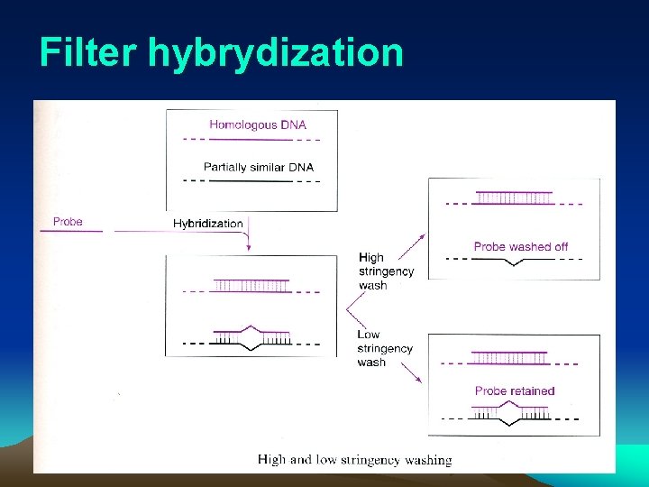 Filter hybrydization 
