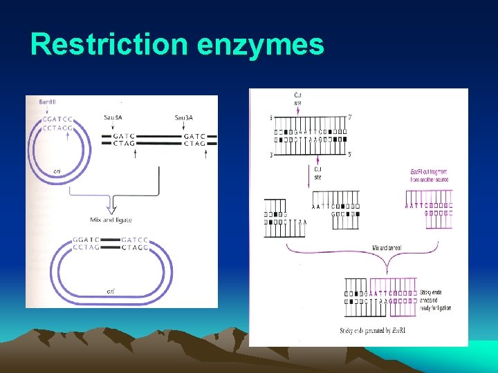Restriction enzymes 
