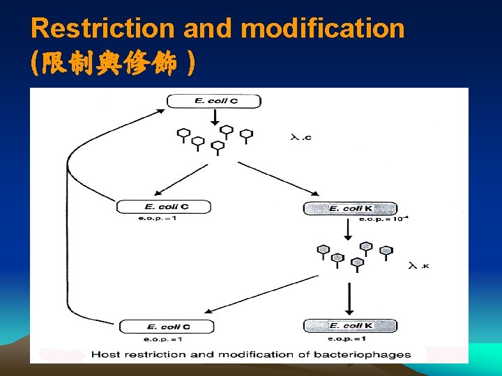 Restriction and modification (限制與修飾 ) 
