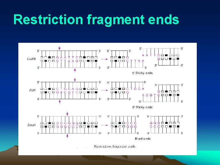 Restriction fragment ends 