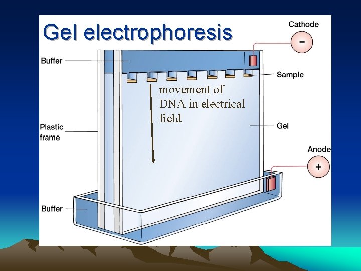 Gel electrophoresis movement of DNA in electrical field 