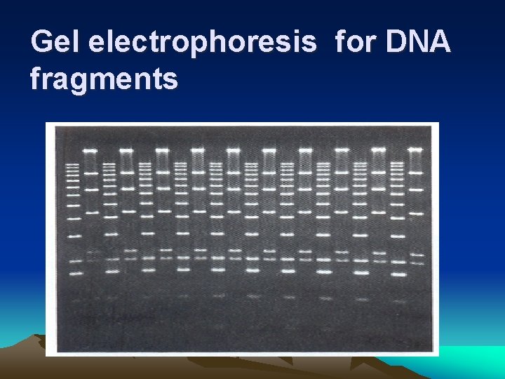Gel electrophoresis for DNA fragments 