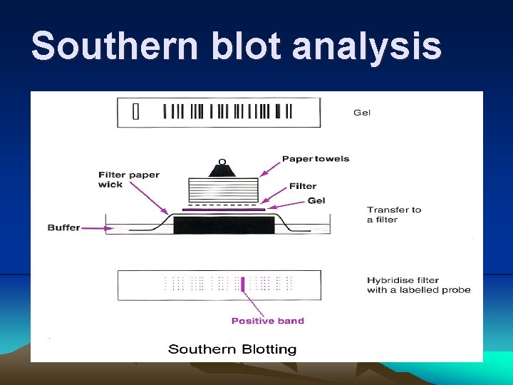 Southern blot analysis 
