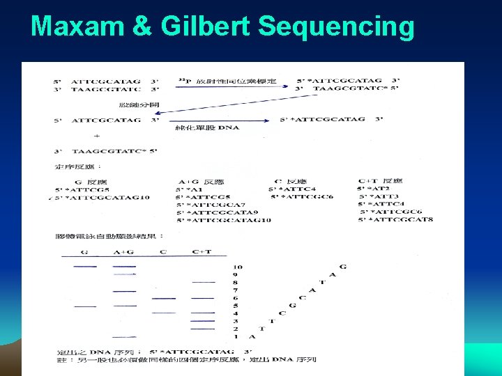 Maxam & Gilbert Sequencing 