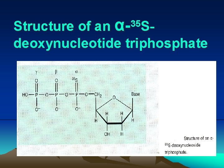 Structure of an α-35 Sdeoxynucleotide triphosphate 