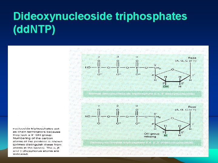Dideoxynucleoside triphosphates (dd. NTP) 