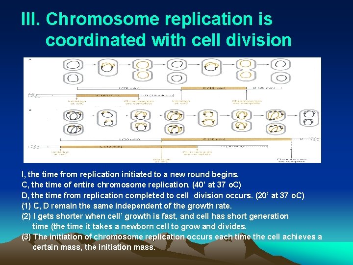 III. Chromosome replication is coordinated with cell division I, the time from replication initiated