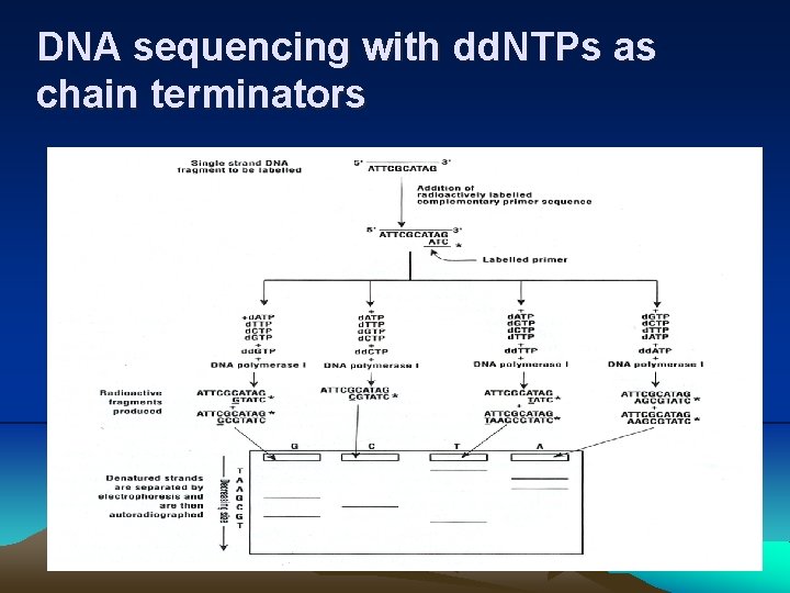 DNA sequencing with dd. NTPs as chain terminators 