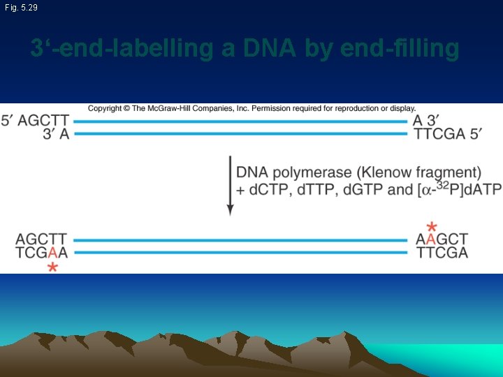 Fig. 5. 29 3‘-end-labelling a DNA by end-filling 