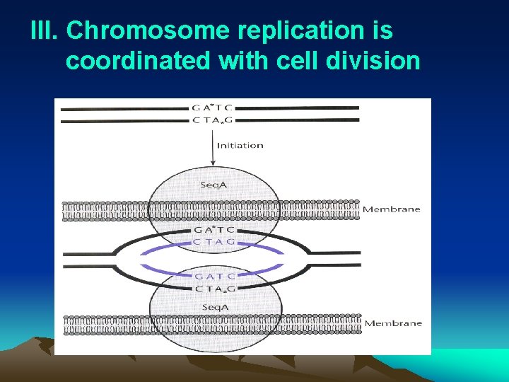 III. Chromosome replication is coordinated with cell division 