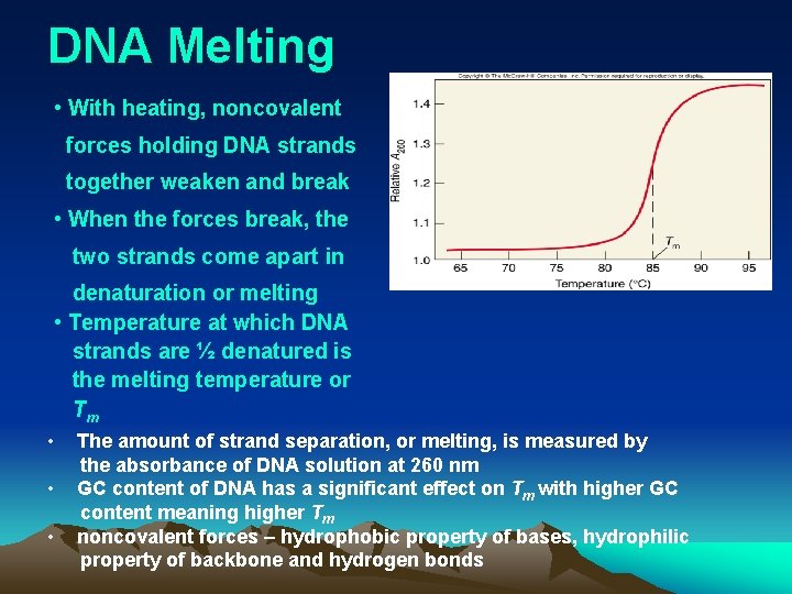 DNA Melting • With heating, noncovalent forces holding DNA strands together weaken and break