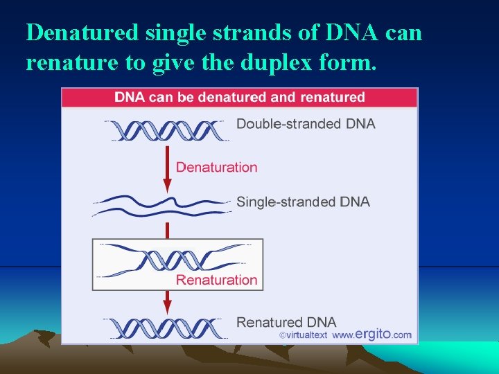 Denatured single strands of DNA can renature to give the duplex form. 