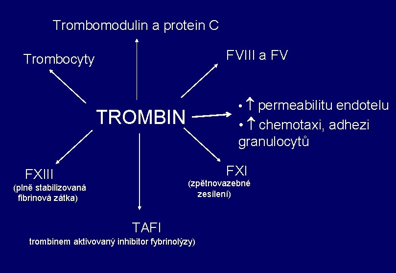 Trombomodulin a protein C FVIII a FV Trombocyty • permeabilitu endotelu TROMBIN • chemotaxi,