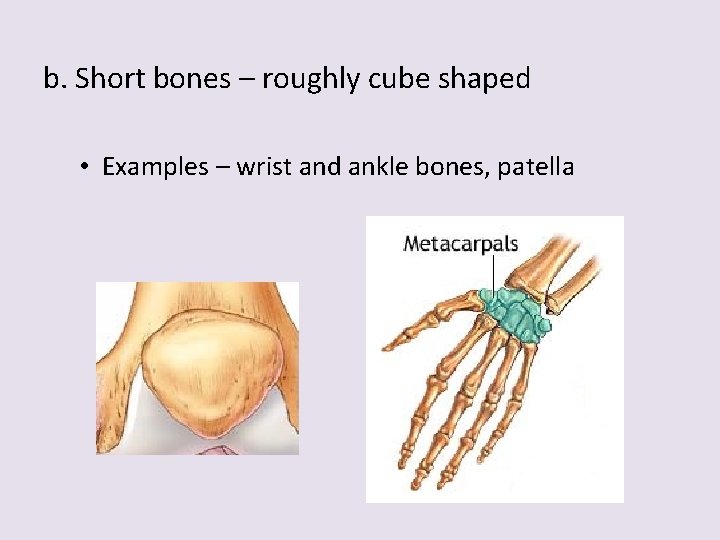 b. Short bones – roughly cube shaped • Examples – wrist and ankle bones,