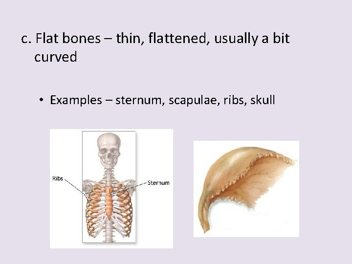 c. Flat bones – thin, flattened, usually a bit curved • Examples – sternum,