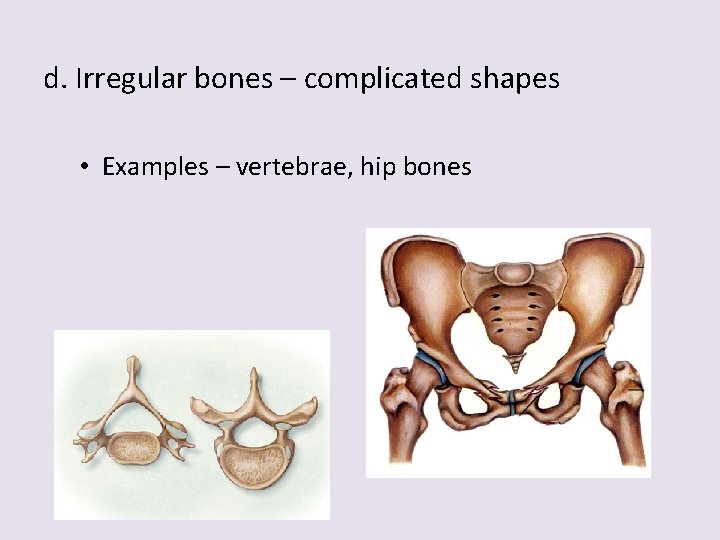 d. Irregular bones – complicated shapes • Examples – vertebrae, hip bones 