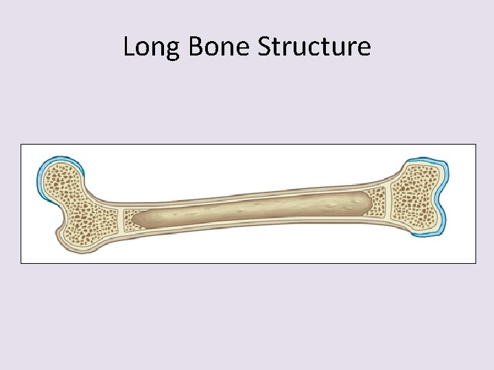 Long Bone Structure 