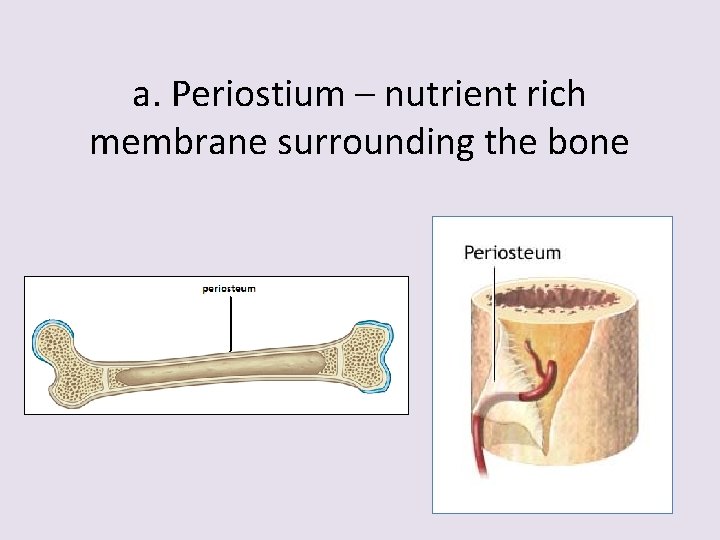 a. Periostium – nutrient rich membrane surrounding the bone 