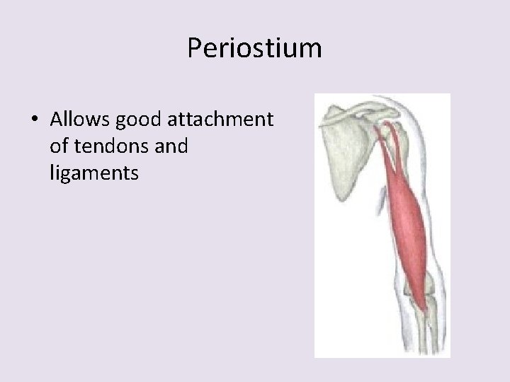 Periostium • Allows good attachment of tendons and ligaments 