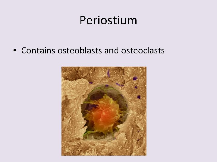 Periostium • Contains osteoblasts and osteoclasts 