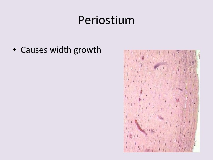 Periostium • Causes width growth 