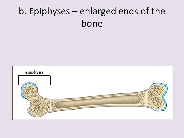 b. Epiphyses – enlarged ends of the bone 