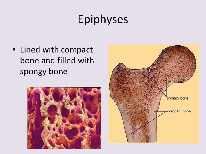 Epiphyses • Lined with compact bone and filled with spongy bone 