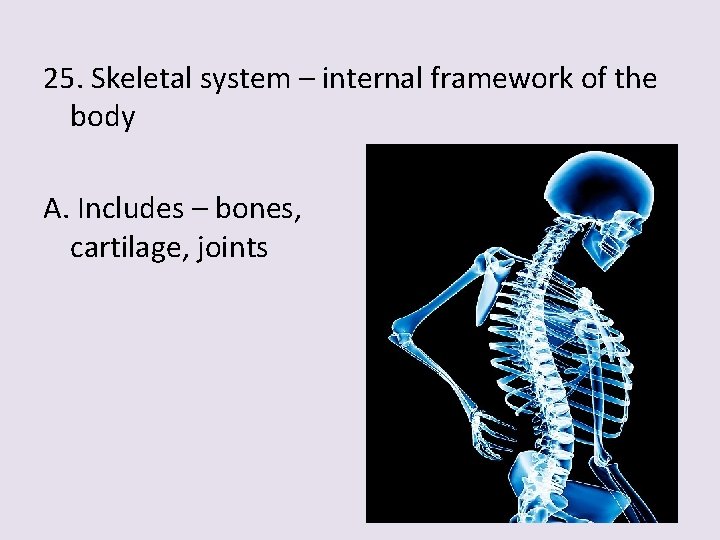 25. Skeletal system – internal framework of the body A. Includes – bones, cartilage,