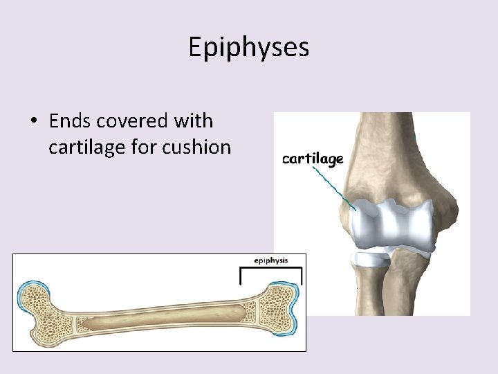 Epiphyses • Ends covered with cartilage for cushion 