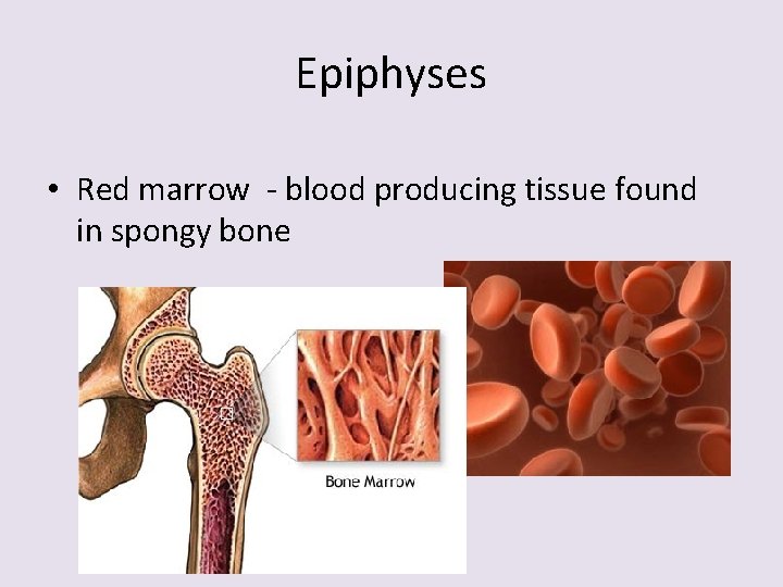 Epiphyses • Red marrow - blood producing tissue found in spongy bone 