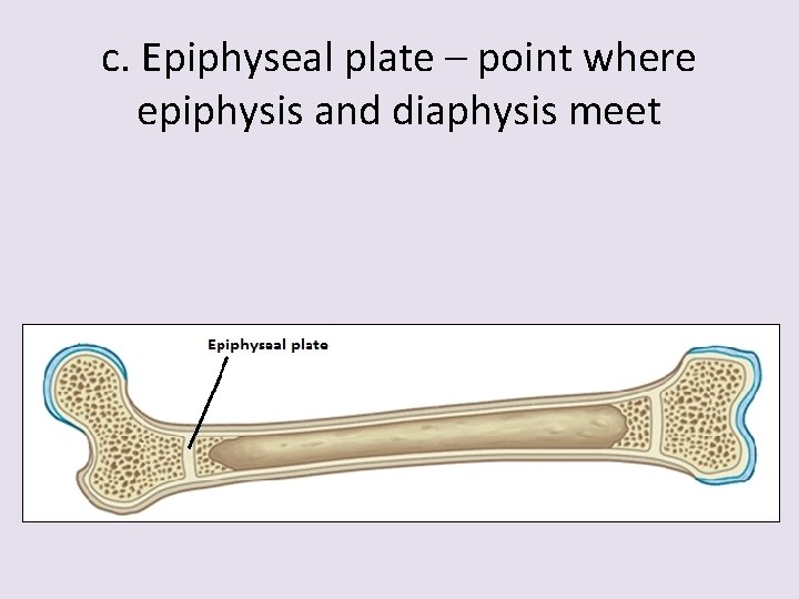 c. Epiphyseal plate – point where epiphysis and diaphysis meet 