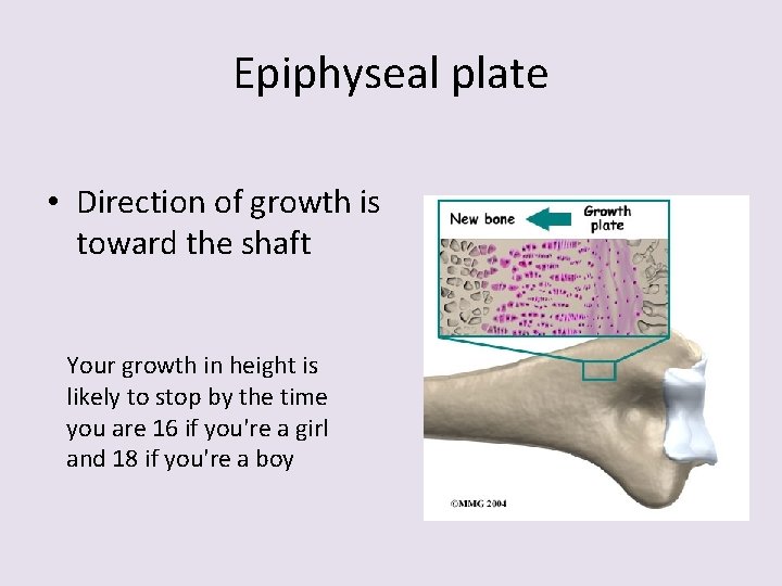 Epiphyseal plate • Direction of growth is toward the shaft Your growth in height