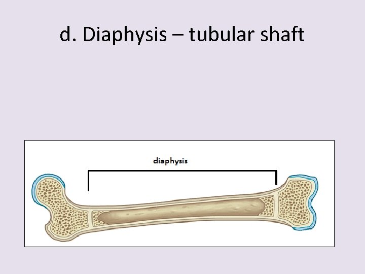 d. Diaphysis – tubular shaft 