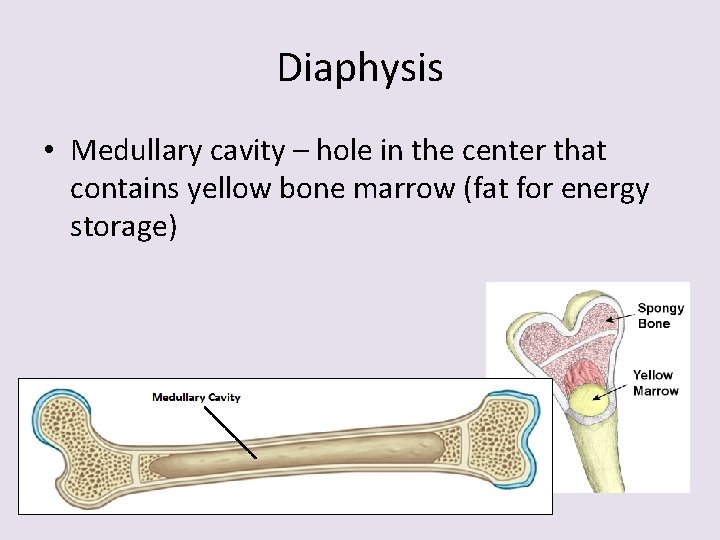 Diaphysis • Medullary cavity – hole in the center that contains yellow bone marrow