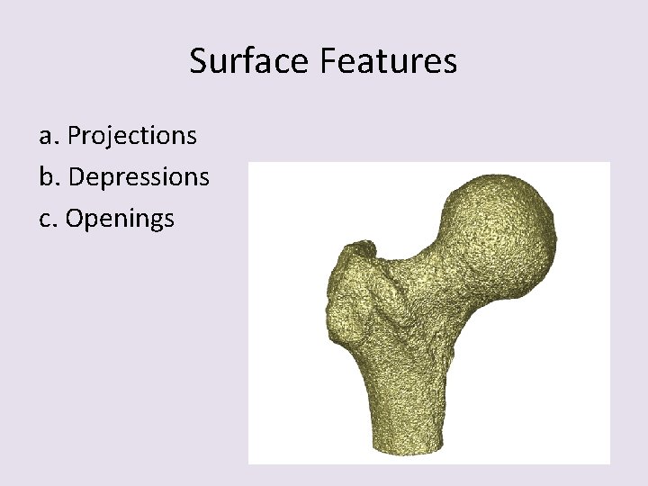 Surface Features a. Projections b. Depressions c. Openings 