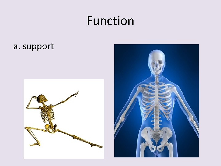 Function a. support 