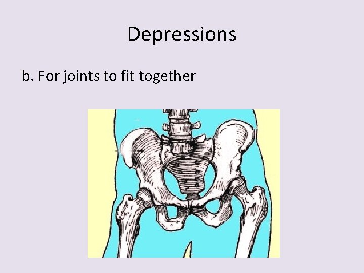 Depressions b. For joints to fit together 