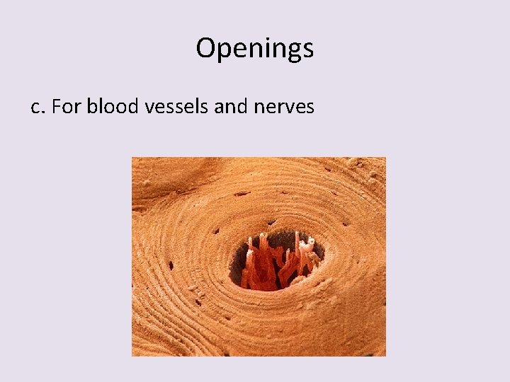 Openings c. For blood vessels and nerves 