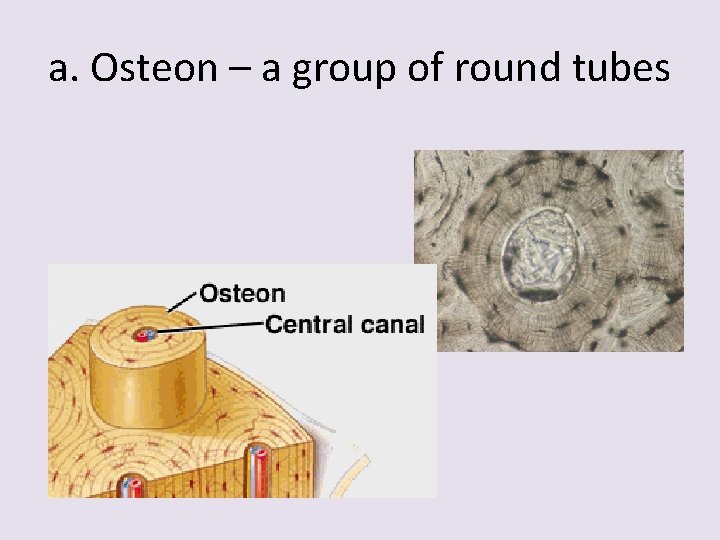 a. Osteon – a group of round tubes 