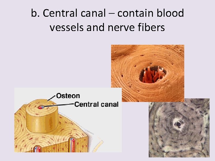 b. Central canal – contain blood vessels and nerve fibers 