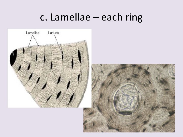 c. Lamellae – each ring 