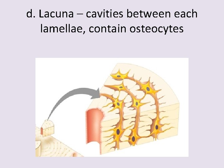 d. Lacuna – cavities between each lamellae, contain osteocytes 