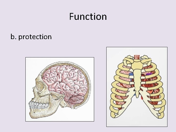 Function b. protection 