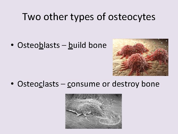 Two other types of osteocytes • Osteoblasts – build bone • Osteoclasts – consume