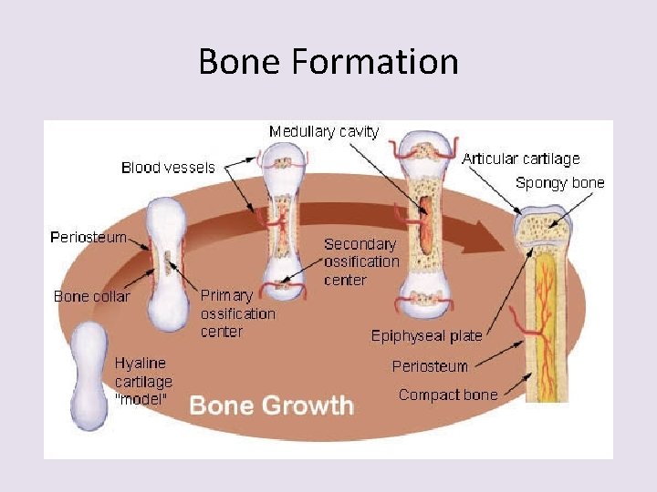 Bone Formation 