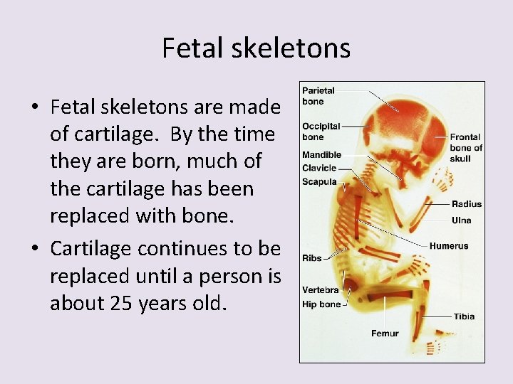 Fetal skeletons • Fetal skeletons are made of cartilage. By the time they are