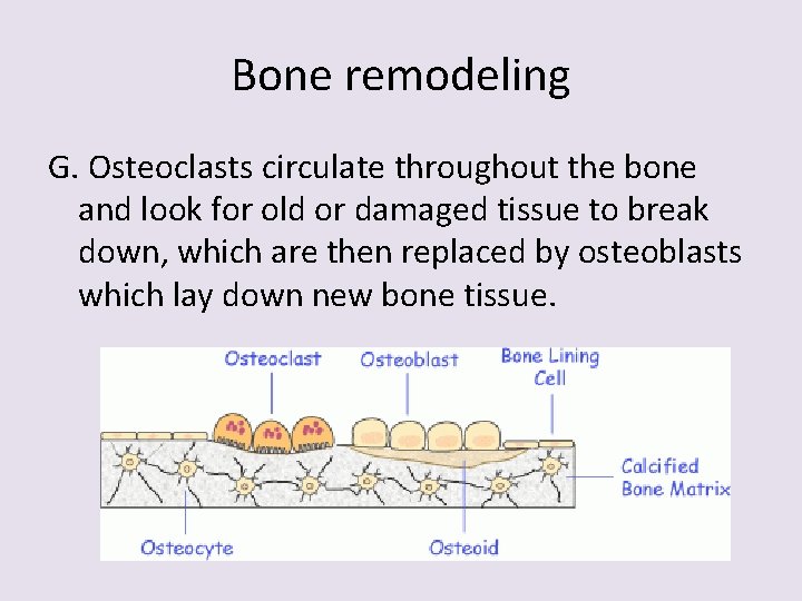 Bone remodeling G. Osteoclasts circulate throughout the bone and look for old or damaged