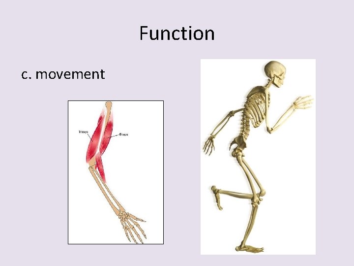 Function c. movement 