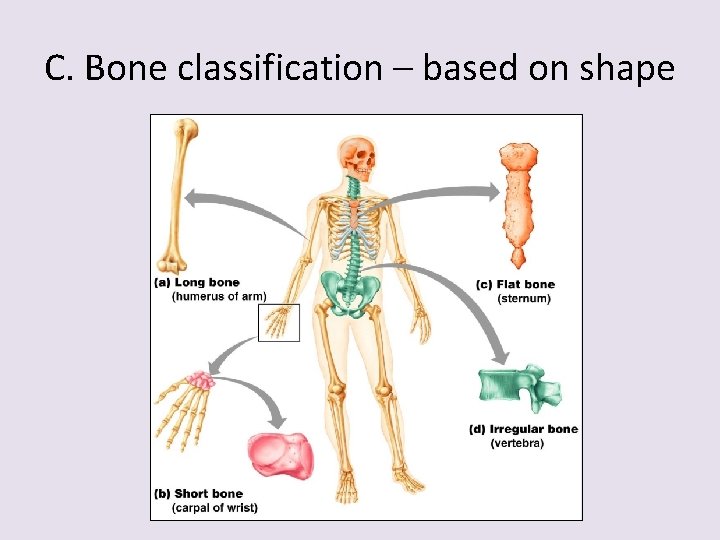 C. Bone classification – based on shape 