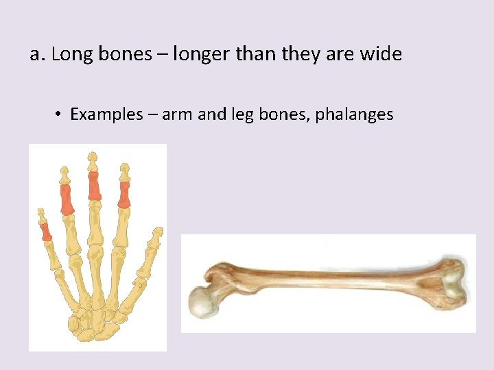 a. Long bones – longer than they are wide • Examples – arm and